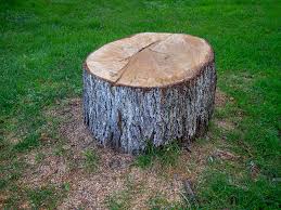 Best Tree Risk Assessment  in Green River, WY