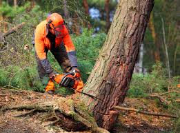 Best Tree Mulching  in Green River, WY
